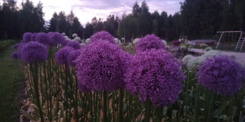 Allium 'Gladiator' lauk